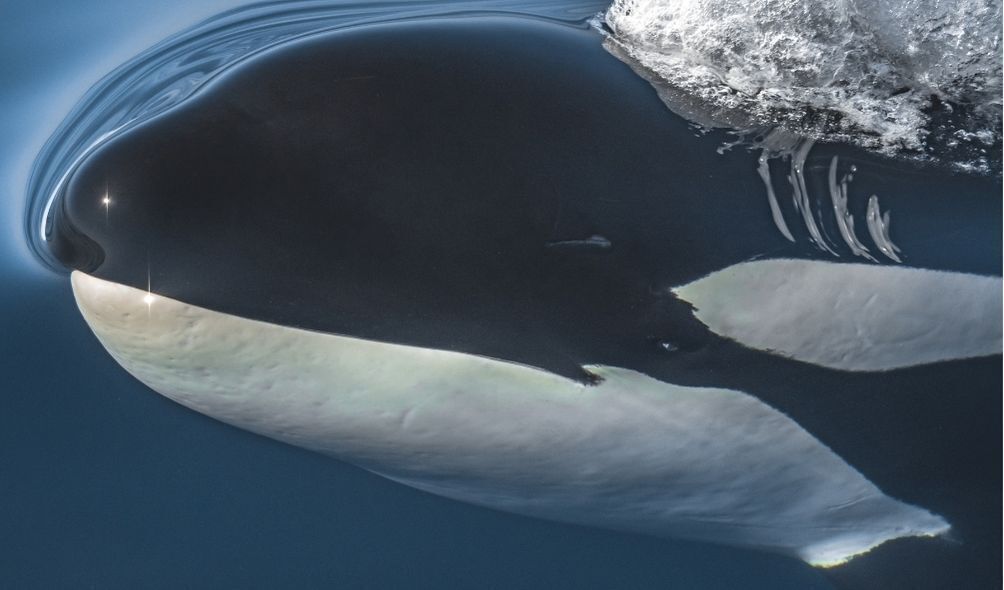 Imagem de baleia orca no mar