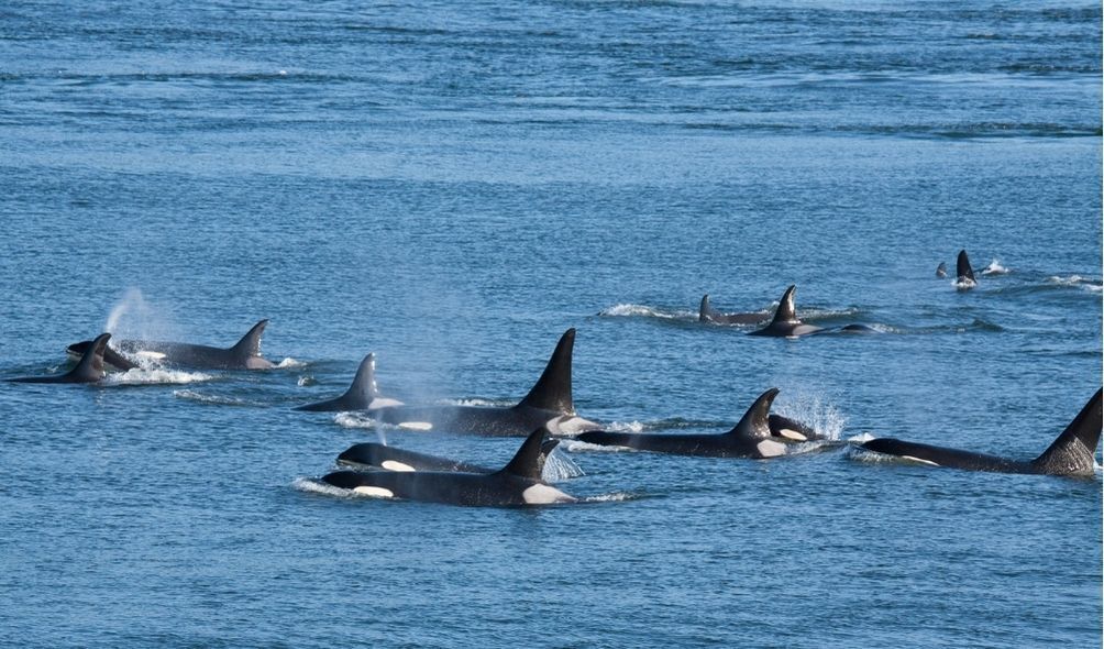 Orcas em bando no mar