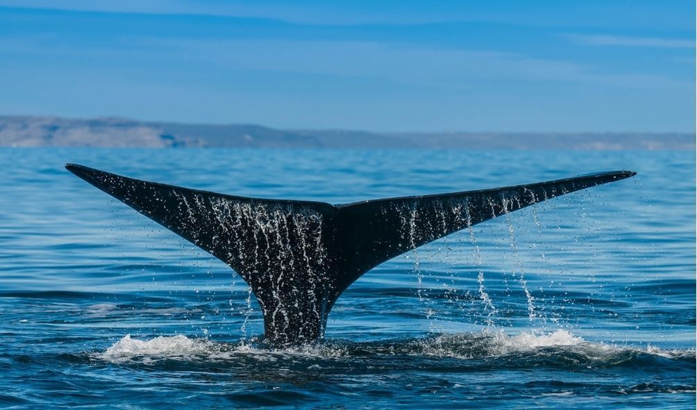 Cauda de orca no mar
