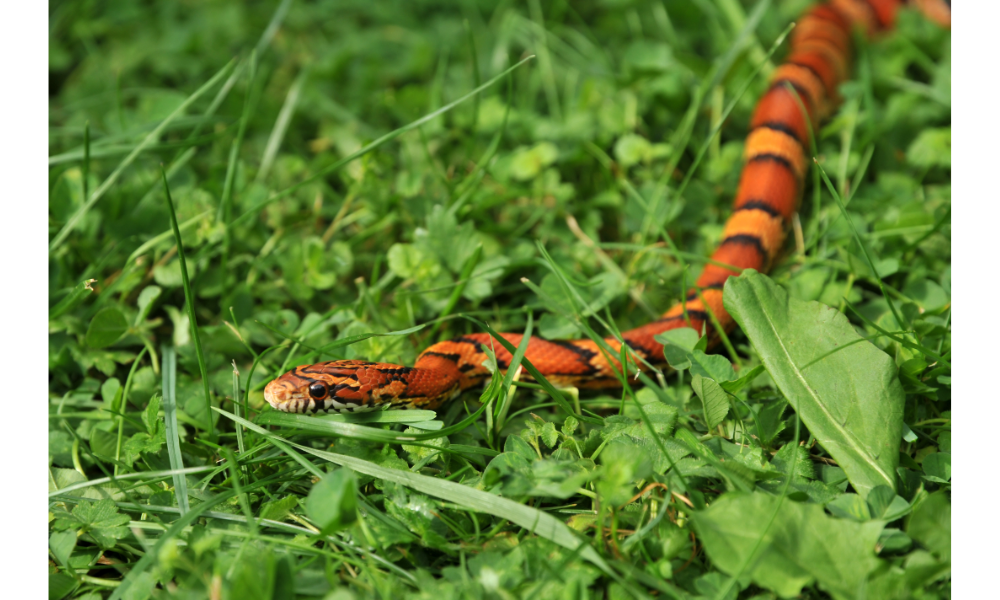 Cobra laranja sobre a grama.