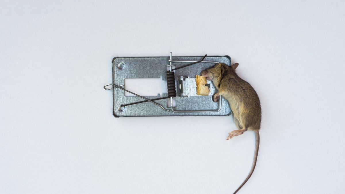 Rato morto por ratoeira.