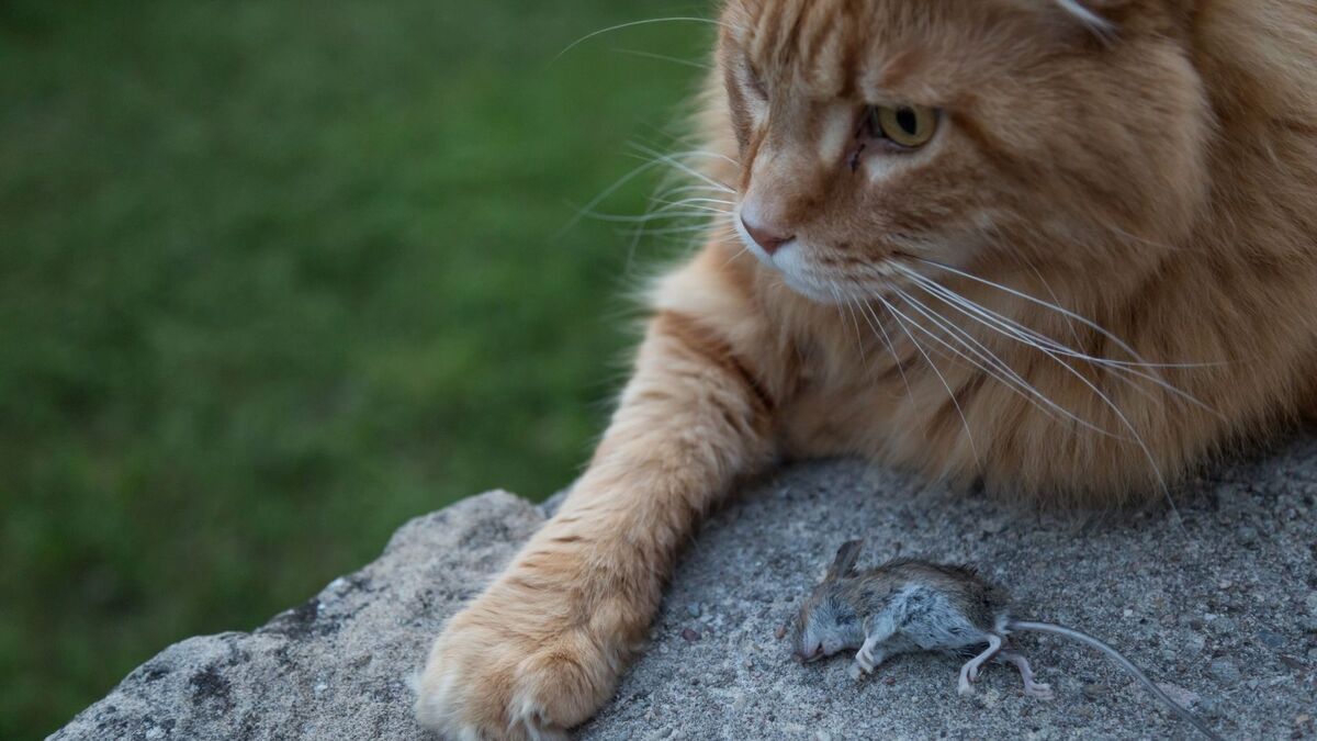 Um gato com um rato morto.