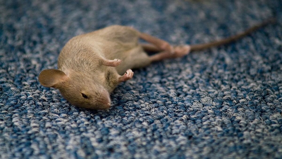 Rato morto no carpete.