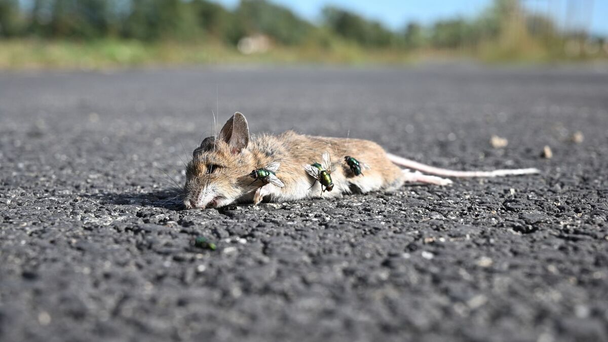 Rato morto na estrada.