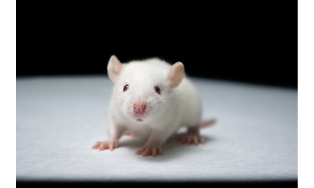Rato branco de laboratório.